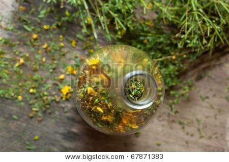 Hypericum Perforatum