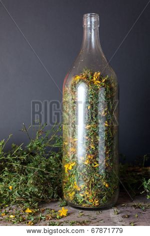 Hypericum Perforatum