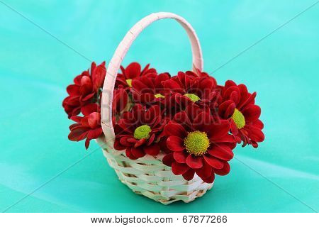 Red Santini flowers in wicker basket on green background