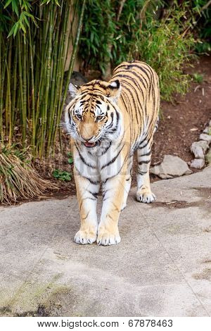 Amur Tiger