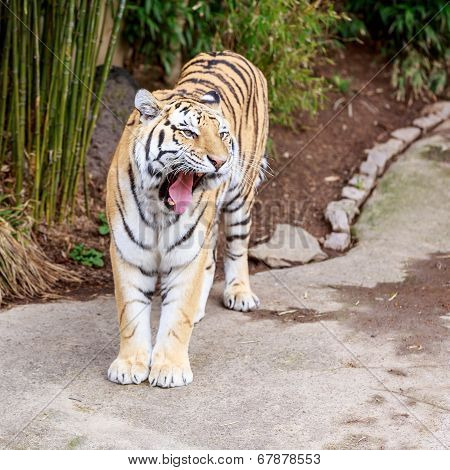 Amur Tiger