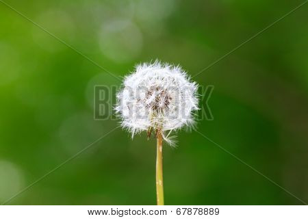 Dandelion