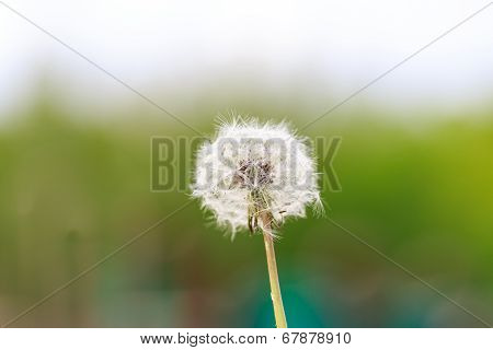 Dandelion