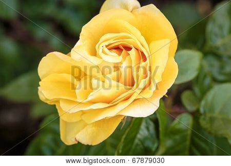 Fragrant Rose In Full Bloom