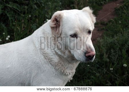 White Dog