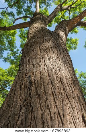 Big Tree