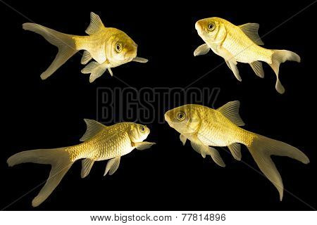 four carp