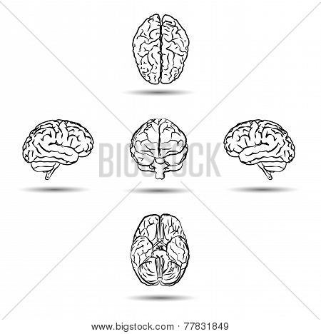 brains from different sides isolated