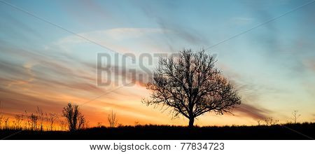 Dawn Single Tree Silhouette