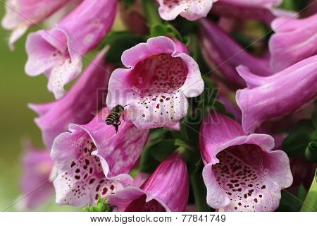 Common Foxglove flowers and bee