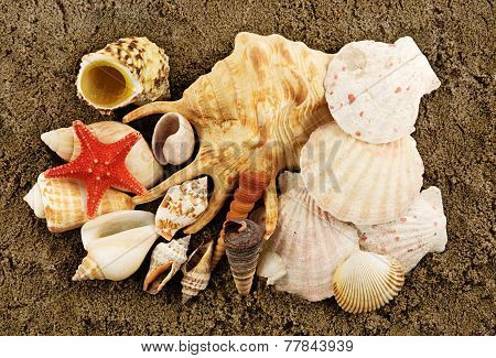 Sea Shells And Wet Sand