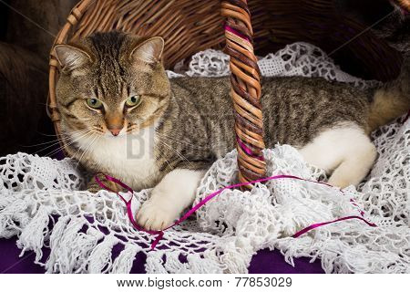 Tabby cat lying in a basket with white veil. Purple background.