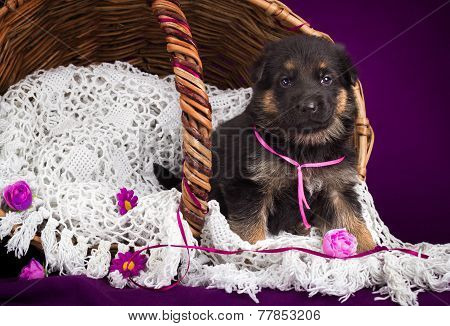 German shepherd puppy sitting in a basket. White lace veil. Purple background.