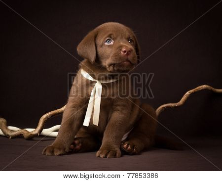Chocolate labrador puppy sitting on a brown background