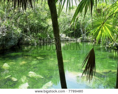 Cenote Riviera Maya Jungle mayaernes Quintana Roo