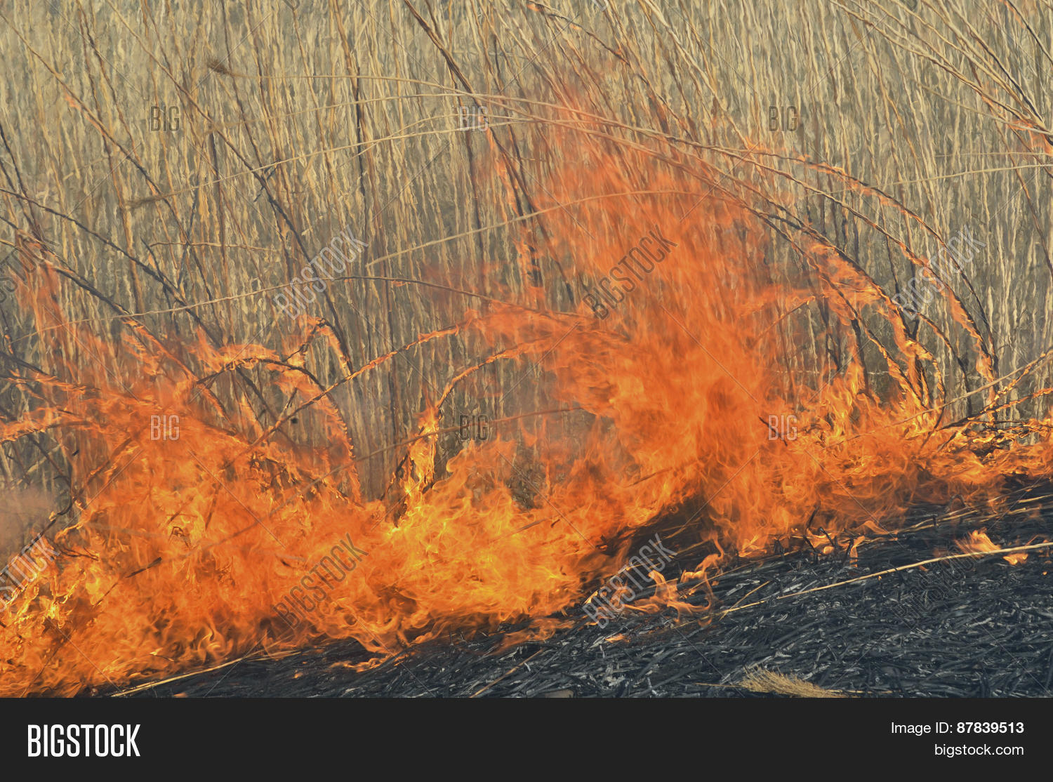 Flame Brushfire Image & Photo (Free Trial) Bigstock