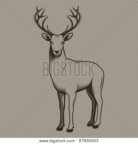 Deer