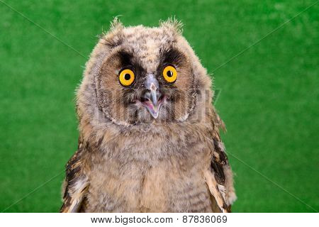 Young Bird Owl