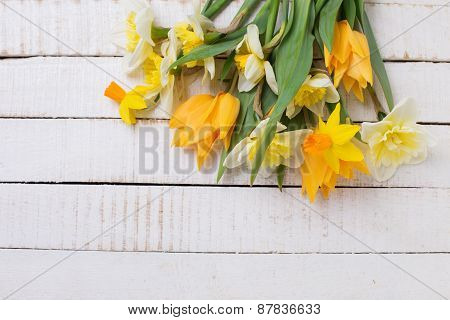 Background With Fresh Tulips And Narcissus