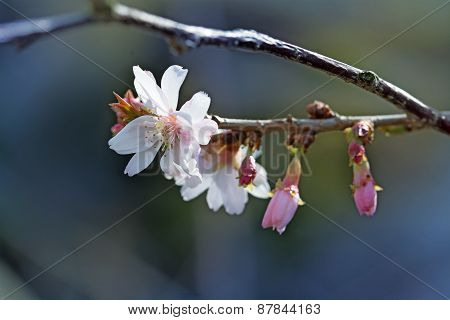 Close Up Of The First  Cherry Blossoms, Prunus Subhirtella