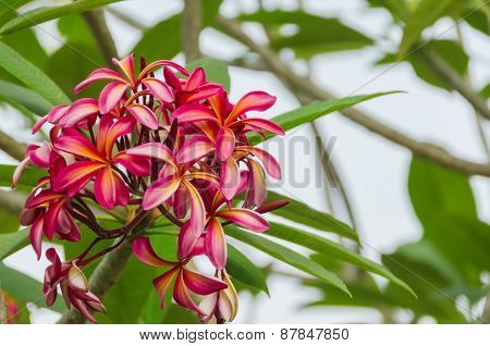 The branch of beautiful pink plumeria flowers