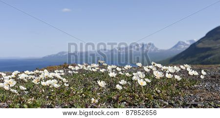 Mountain avens, Dryas octopetala in Latin.