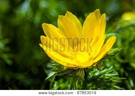 Beautiful Spring Yellow Flowers  Pheasant's Eye