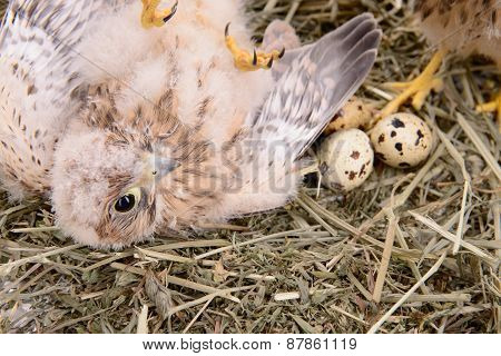 Young Falcon Bird