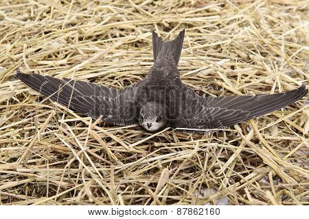 Young Eurasian Swift