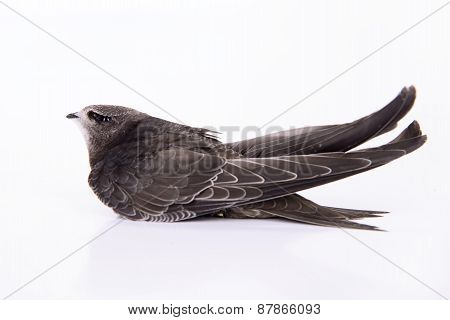 Young Eurasian Swift