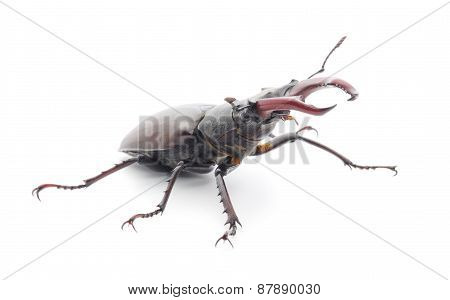 Bugs (oryctes Nasicornis)