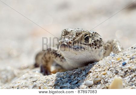 steppe racer lizard in natural habitat (Eremias arguta) - Black Sea shore