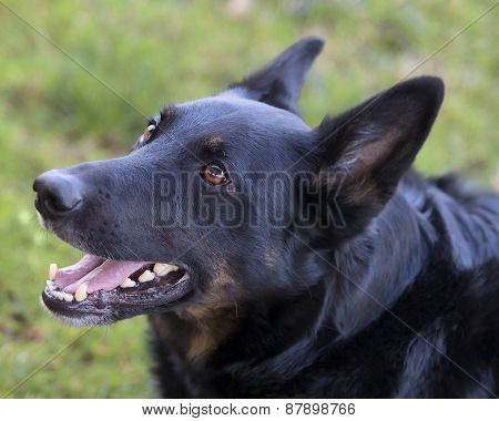 Large Breed German Shepherd Belguim Mailinois Mix