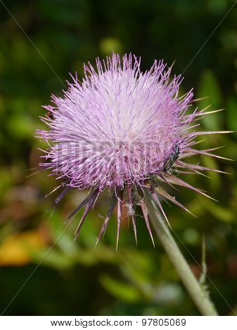 A thistle with a flower