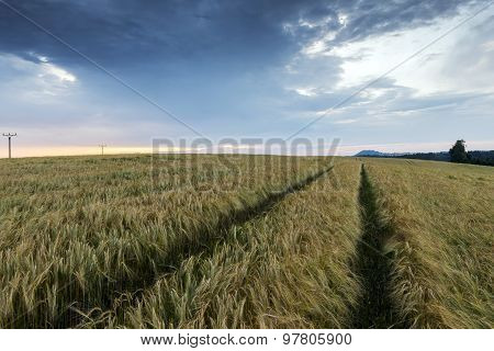 Evening Landscape In Summer