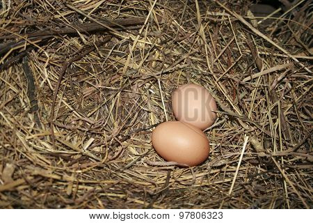 Chicken egg in a nest