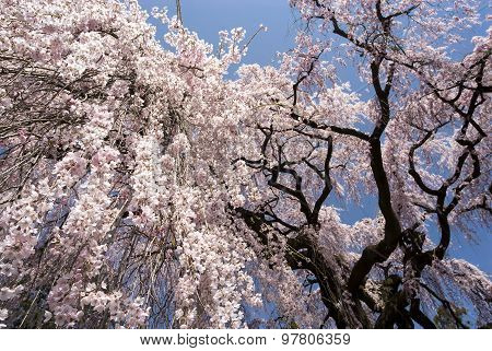 Large weeping cherry blossoms