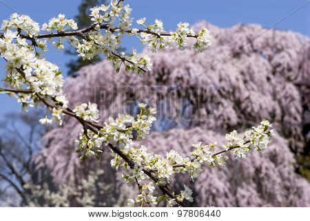 Asian plum flowers