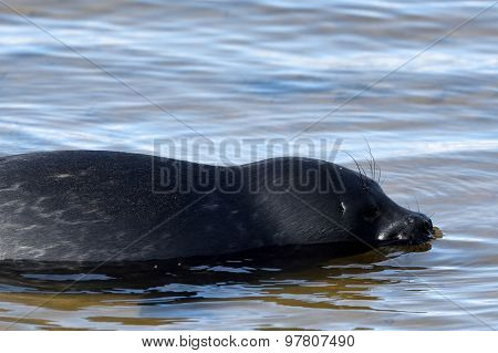 VALAAM ISLAND, RUSSIA - JULY 29, 2015: Ladoga ringed seal released into the lake Ladoga after rehabilitation. Animal was cured in the Center of study and conservation of marine mammals