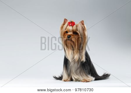 Yorkshire Terrier Dog With Long Groomed Hair Sits On White