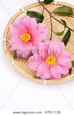 Camellia sasanqua flowers