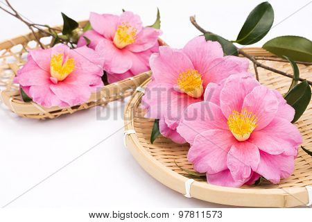 Camellia sasanqua flowers