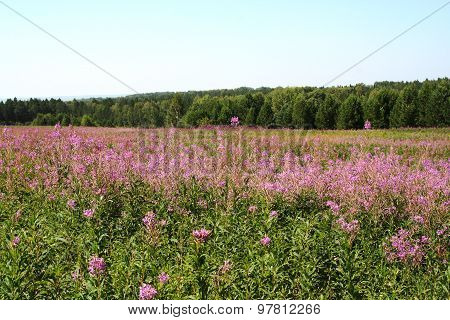 Epilobium angustifolium