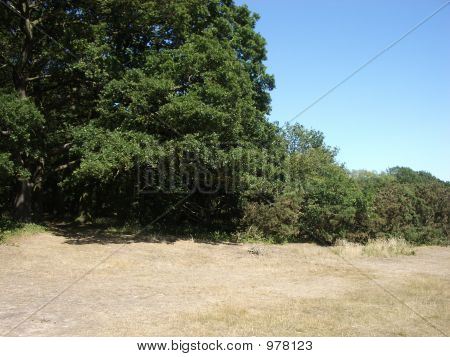 Hainault Waldlandschaft 