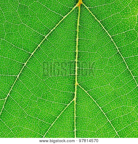 Fresh dreen leaf texture macro close-up
