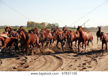 Herd Galloping Across The Desert Kicking Up The Dust