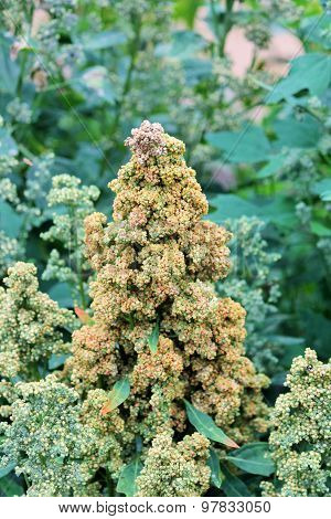 Quinoa superfood crop grows at farm