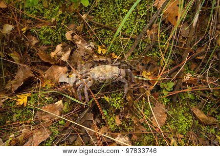 Crabs In The Mountains Of The Mediterranean