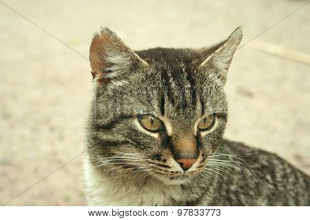 Portrait of a gray cat
