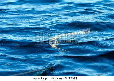 Fish Pike In Net In  Spring